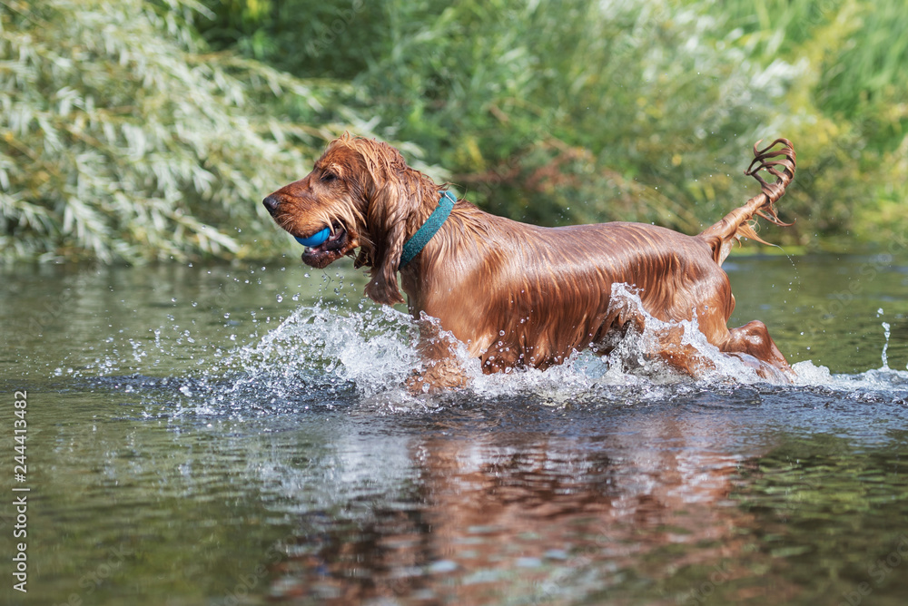 15 Month Old Cocker Spaniel Playing in River