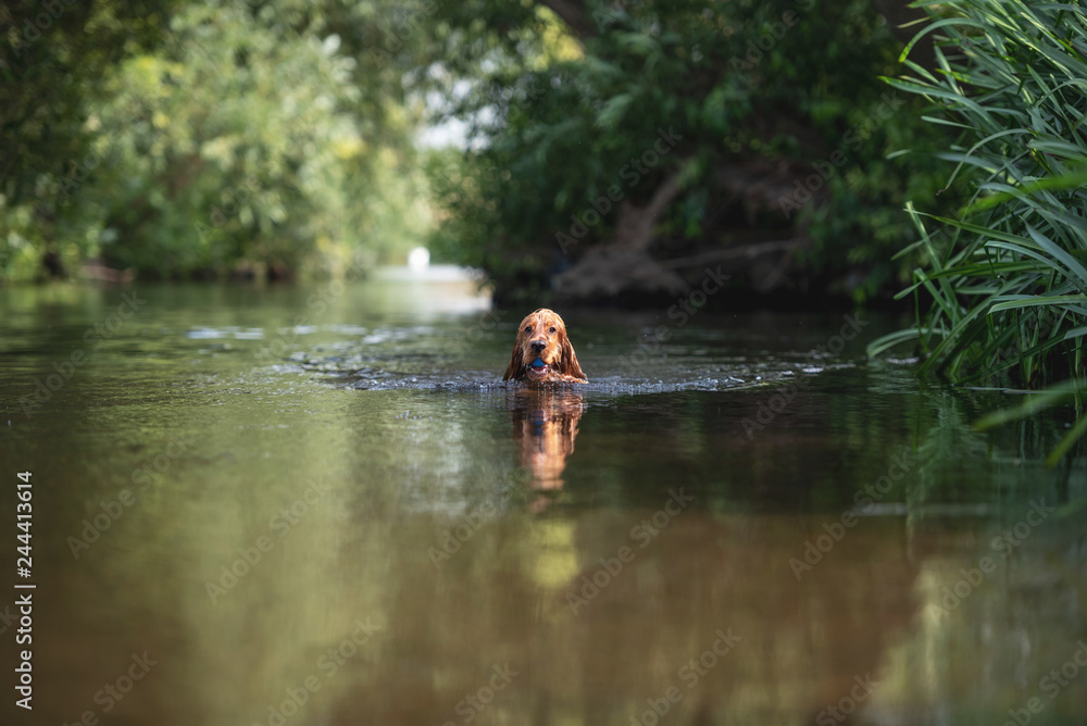 15 Month Old Cocker Spaniel Playing in River 15 Month Old Cocker Spaniel Playing in River