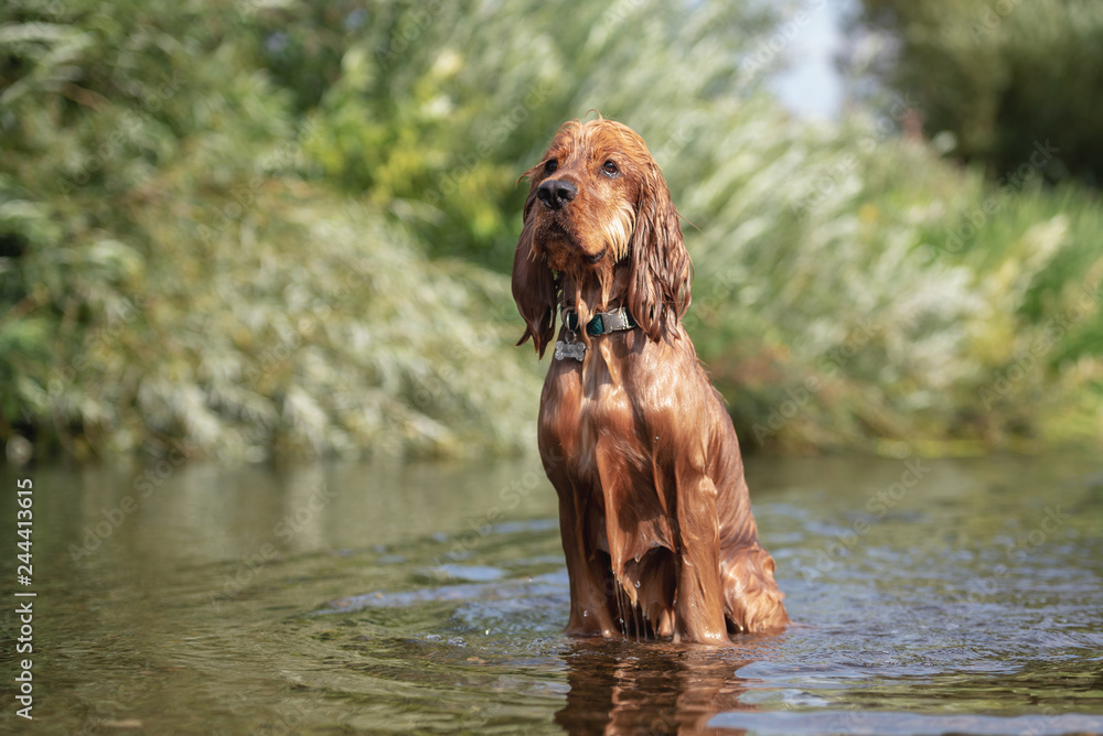 15 Month Old Cocker Spaniel sitting in a River
