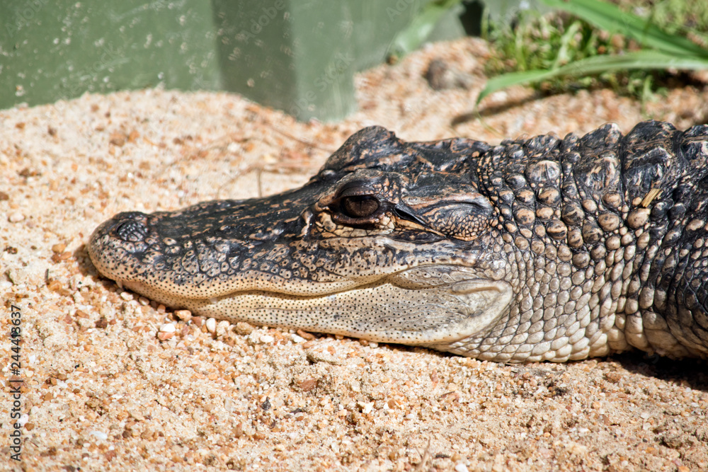 Obraz premium this is a close up of an alligator