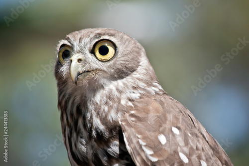 this is a close up of a barking owl