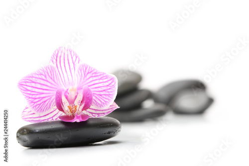 spa, orchidée