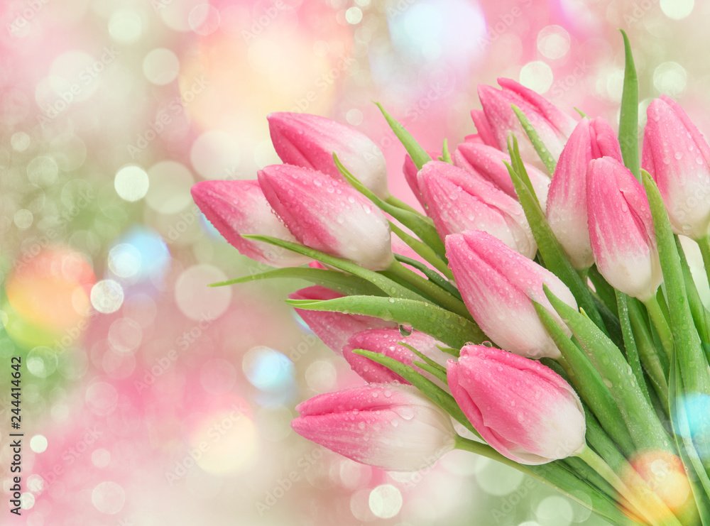 Pink tulip flowers Spring nature background Pink tulip flowers Spring nature background