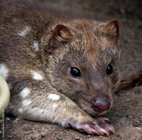 An Australian quoll in the shade