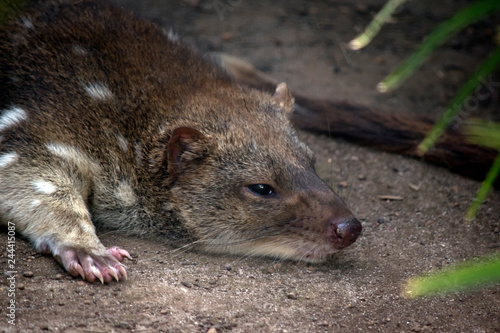 An Australian quoll resting in the shade