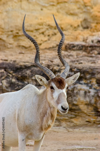 Addax