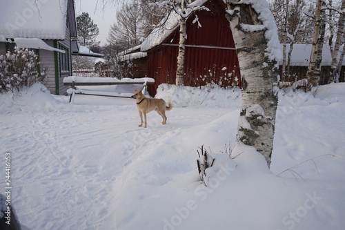 Winter village. House covered in snow. Sunny day. Dog