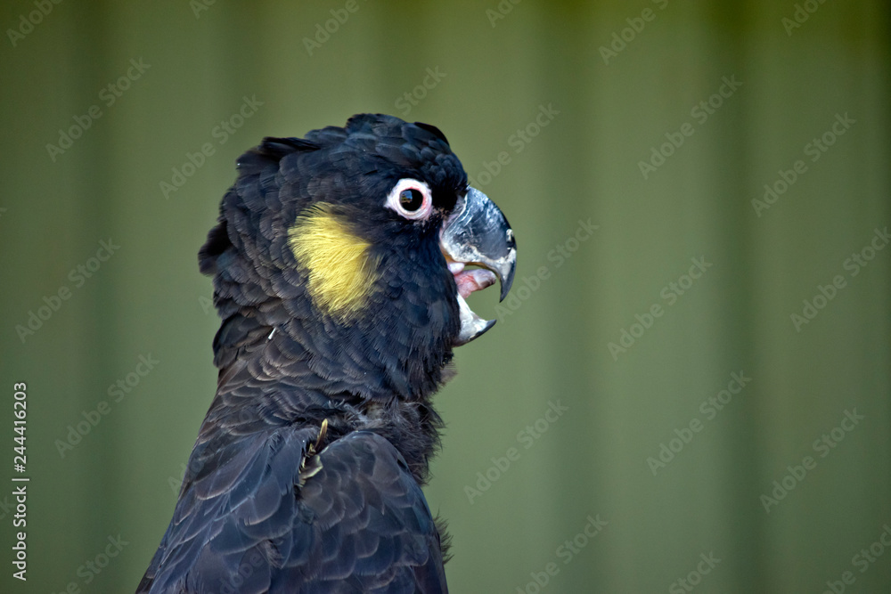 Fototapeta premium side view of a yellow tailed black cockatoo