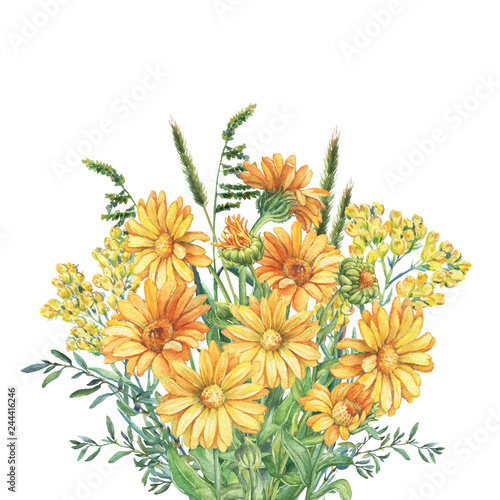 Summer bouquet of calendula, herbs and immortelle flowers. Watercolor hand drawn painting illustration isolated on a white background. © arxichtu4ki