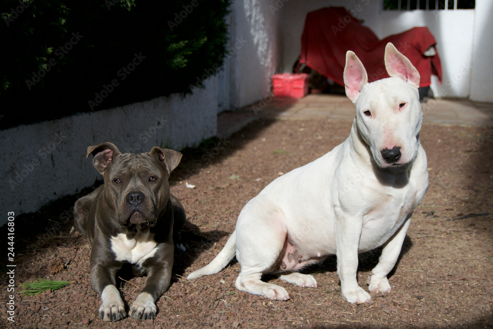 An American Stanford blue and a Bull Terrier