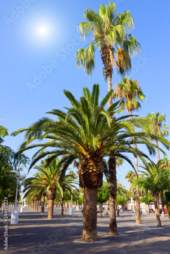 trees palm plantation