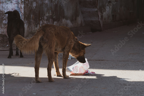 Stra  enhunde in Indien auf der Futtersuche