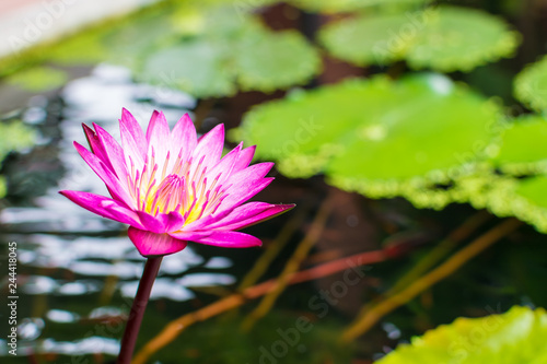 Beautiful colorful lotus flower in the water.