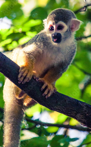 Squirrel Monkey © cengiz