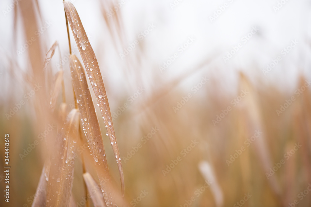 Raindrops on common reed (Phragmites australis). Selective focus and shallow depth of field. - obrazy, fototapety, plakaty 