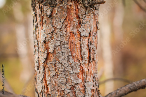 Fototapeta Naklejka Na Ścianę i Meble -  Close up Bark of Pine Tree with blurred forest background. natural backdrop