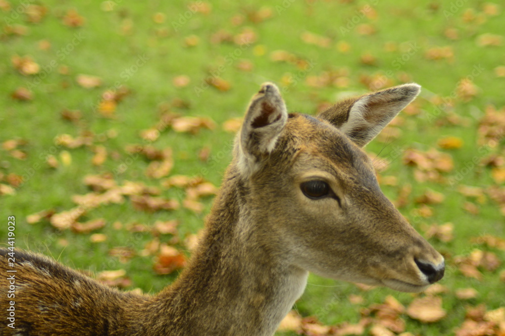 fallow deer in the grass fallow deer in the grass