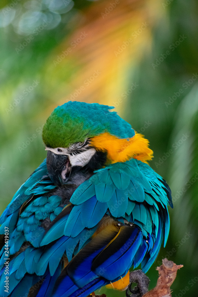 Naklejka premium parrot sleeping at the branch