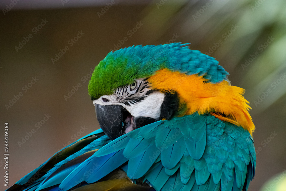 Obraz premium parrot tickling himself
