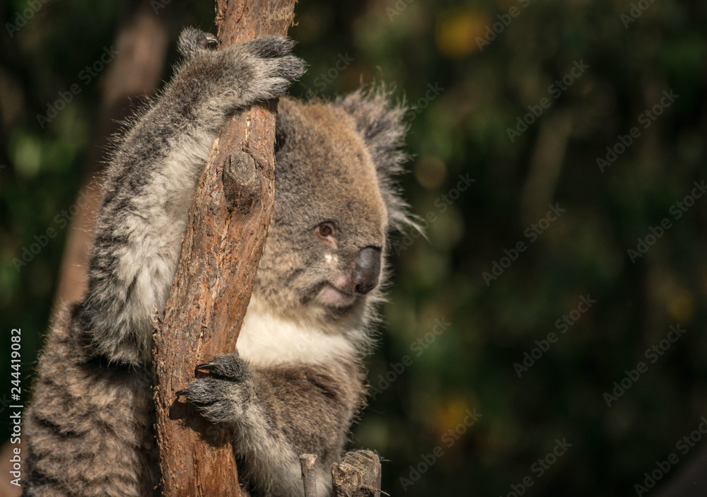 Fototapeta premium koala on an eucalyptus tree 