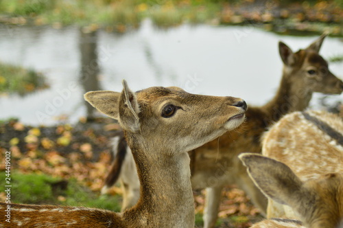 fallow deer in the grass