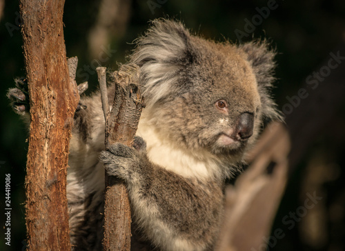Fototapeta Naklejka Na Ścianę i Meble -  koala on an eucalyptus tree 
