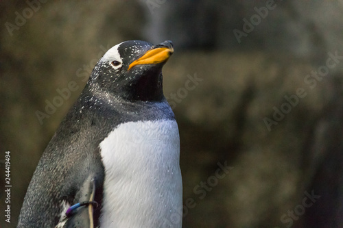 Close up view of black-footed African penguin with blurred background and orange and black beak