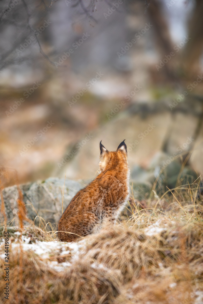 Obraz premium Eurasian lynx looking into the forest in winter