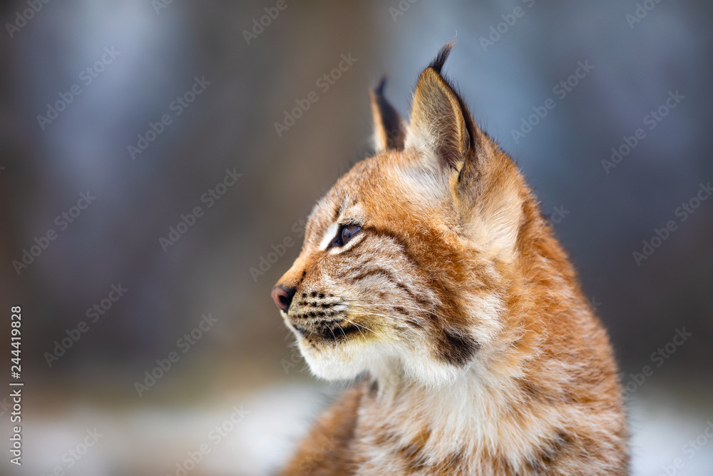 Portrait of eurasian lynx sitting in the forest at early winter Portrait of eurasian lynx sitting in the forest at early winter
