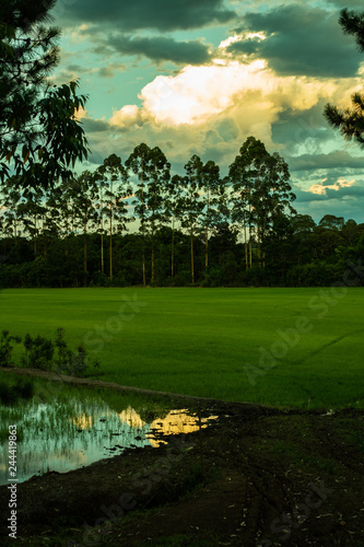 Rice planting © Pedro