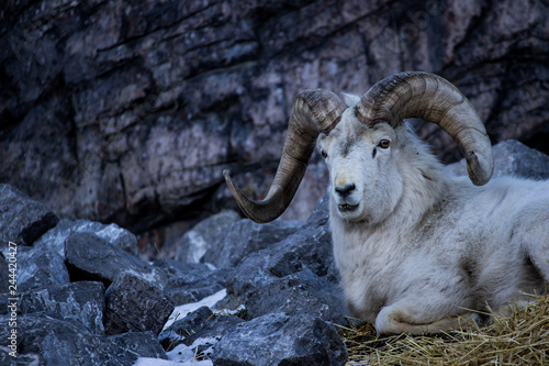 Big horned sheep amidst rocky outcropping with cool light during mid winter