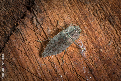 A big shiny beautiful jewel beetle sitting on wood photo