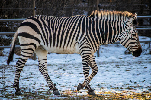 Close up view of black and white striped zebra with dark eyes