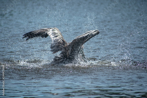 jumping out of the water