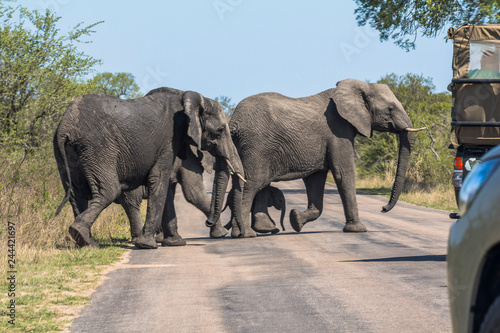 Elephants and safari cars on street  Kruger Park