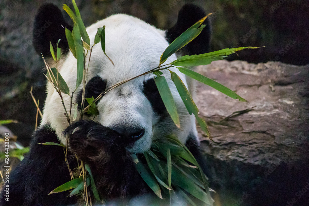 Rare black and white endangered panda surrounded by stringy bamboo and mulched ground Rare black and white endangered panda surrounded by stringy bamboo and mulched ground