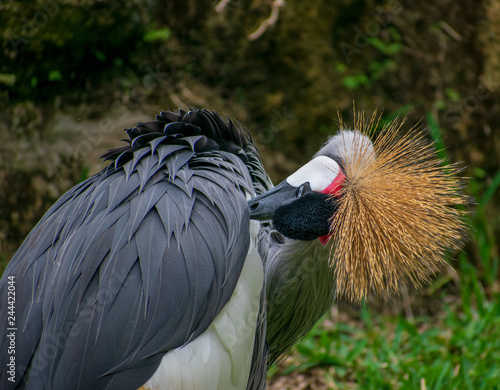 grey crowned crane in cleaning