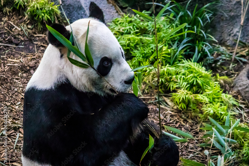 Naklejka premium Rare black and white endangered panda surrounded by stringy bamboo and mulched ground