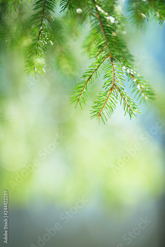 Spruce  Picea abies  needles and branches. Selective focus and shallow depth of field.