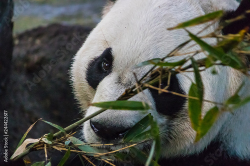 Fototapeta Naklejka Na Ścianę i Meble -  Rare black and white endangered panda surrounded by stringy bamboo and mulched ground