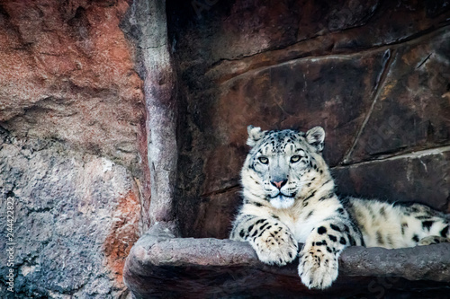 Lone snow leopard amidst a rocky outcropping in the cool light of winter