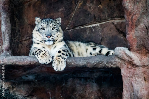Fototapeta Naklejka Na Ścianę i Meble -  Lone snow leopard amidst a rocky outcropping in the cool light of winter