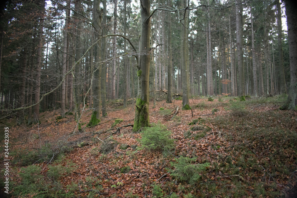 Fototapeta premium Herbst