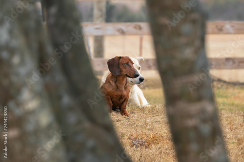 Pair of farm dogs (dachshund and lab) sitting in the pasture photo