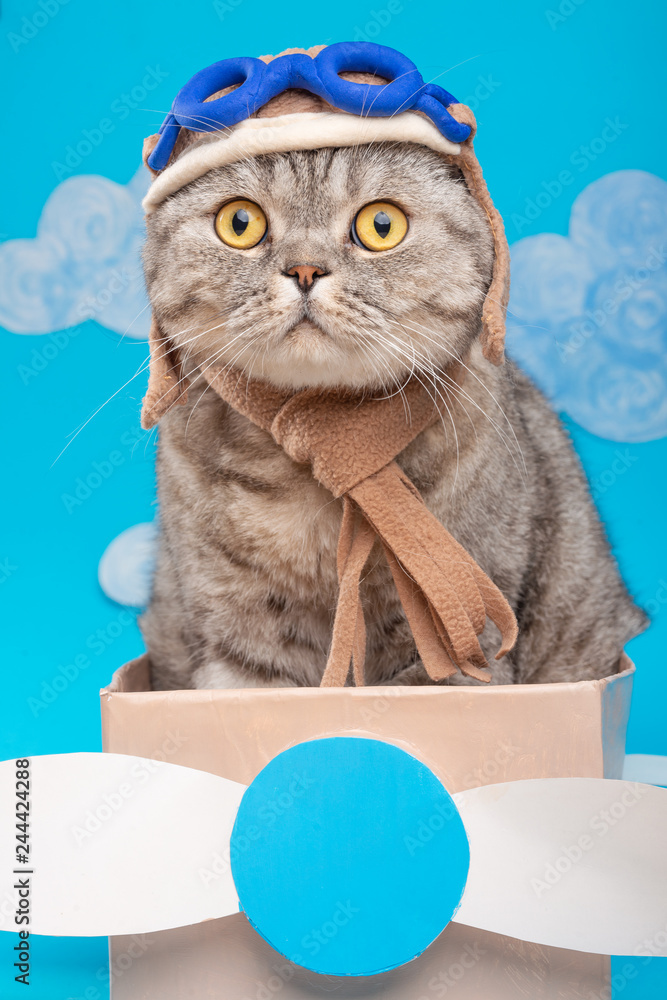 Φωτογραφία Cute cat pilot in an airplane of paper in a helmet and glasses, funny and funny animals