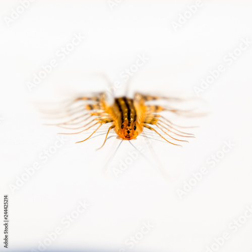 The Flycatcher. Scutigera coleoptrata. Centipede flycatcher, ins
