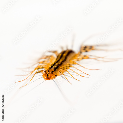 The Flycatcher. Scutigera coleoptrata. Centipede flycatcher, ins