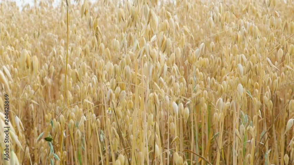 21828_Long_stalks_of_the_white_grain_oats_in_the_farm.mov 21828_Long_stalks_of_the_white_grain_oats_in_the_farm.mov