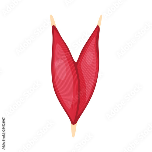 Vector illustration of muscle and cells logo. Collection of muscle and anatomy stock symbol for web.