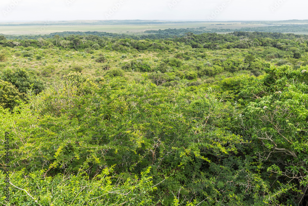 Obraz premium ST. Lucia wetlands park view on jungle, South Africa